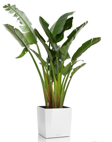 Стрелиция Николай 30/200 в CUBE 50