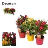 Целлозия Хот топик (decorum) d12 см h32 см тип 1 Целлозия Хот топик (decorum) d12 см h32 см тип 1