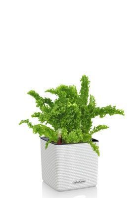 Папоротник Нефролепис Возвышенный в CUBE COLOR 14, белый Папоротник Нефролепис Возвышенный в CUBE COLOR 14, белый