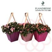 Азалия Фландрес микс Bag 14/32,5 см Азалия Фландрес микс Bag 14/32,5 см