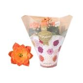 Каланхоэ Rosalina Don Pedro Orange d6 см h12.5 см Каланхоэ Rosalina Don Pedro Orange d6 см h12.5 см