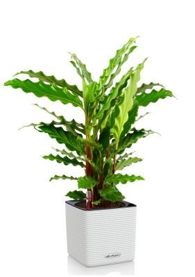 Калатея Руфибарба 12/50 см в CUBE COLOR 14, белый