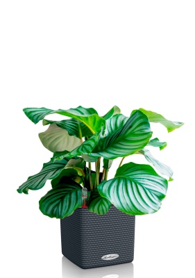 Калатея Орбифолия 15/50 см в CUBE Color 16, серый Калатея Орбифолия 15/50 см в CUBE Color 16, серый