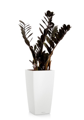 Замиокулькас Равен 17/70 см в CUBICO Color 22, белый Замиокулькас Равен 17/70 см в CUBICO Color 22, белый