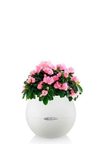 Азалия Фландрес розовая 14/30 см в PURO 20