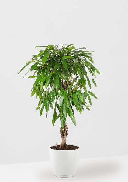 Фикус Амстел Кинг переплетенный 27/120 см в CLASSICO COLOR 35