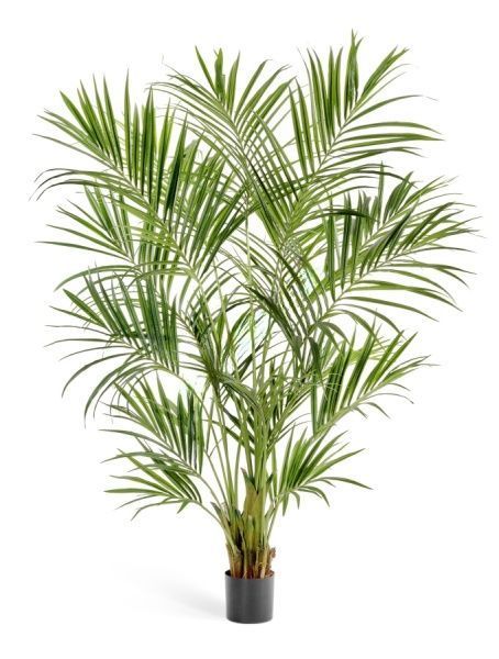 Пальма Кентия (Ховея) де Люкс 225 см