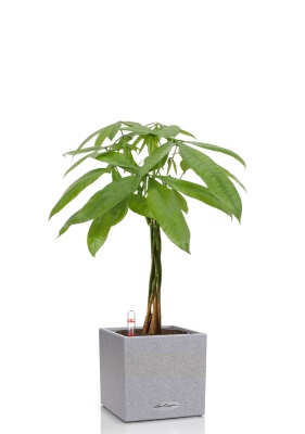 Пахира Акватика косичка 21/90 см в CANTO STONE LOW 30, серый камень Пахира Акватика косичка 21/90 см в CANTO STONE LOW 30, серый камень