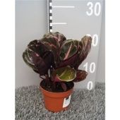 Калатея Розеопикта Дотти d10.5 см h20 см Калатея Розеопикта Дотти d10.5 см h20 см