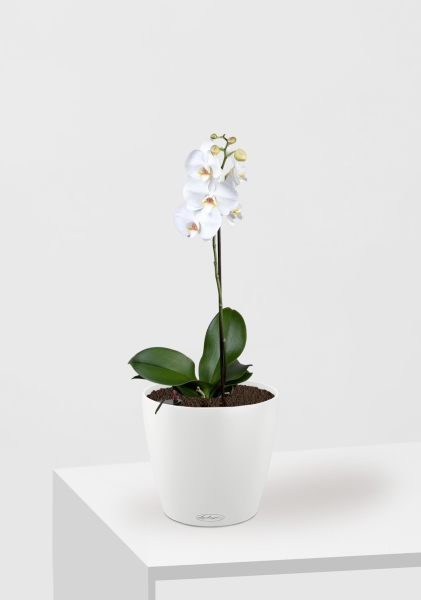 Орхидея Фаленопсис Софт Клауд 12/40 см в CLASSICO COLOR 18