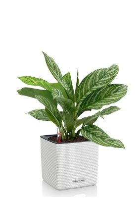 Аглаонема Страйп в CUBE COLOR 14, белый
