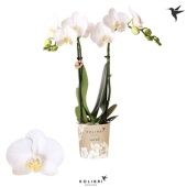 Фаленопсис Little Kolibri 2st Amabilis 22+ d9 см h40 см тип 1