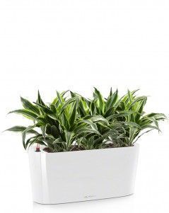 Драцена Сюрприз DELTA 20/35 см, Белый блестящий