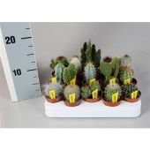 Кактус микс d5.5 см h5 см тип 3 Кактус микс d5.5 см h5 см тип 3