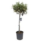 Олива европейская d21 см h110 см