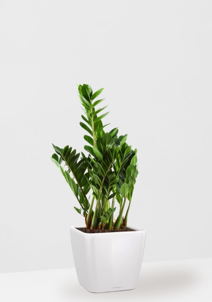 Замиокулькас 21/80 см в QUADRO LS 28 Замиокулькас 21/80 см в QUADRO LS 28