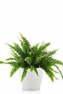 Нефролепис в CLASSICO 21