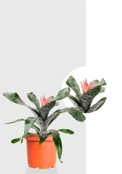 Эхмея 17/50 см Эхмея 17/50 см