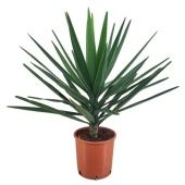 Юкка Elegans d27 см 80 см