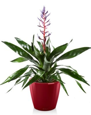 Эхмея БлюРейн в CLASSICO LS 21, ярко-красный блестящий Эхмея БлюРейн в CLASSICO LS 21, ярко-красный блестящий