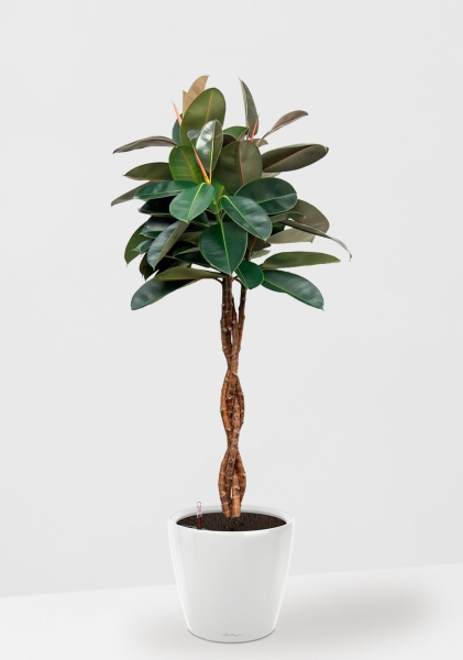 Фикус Эластика Бургунди переплетенный 27/160 см в CLASSICO LS 35