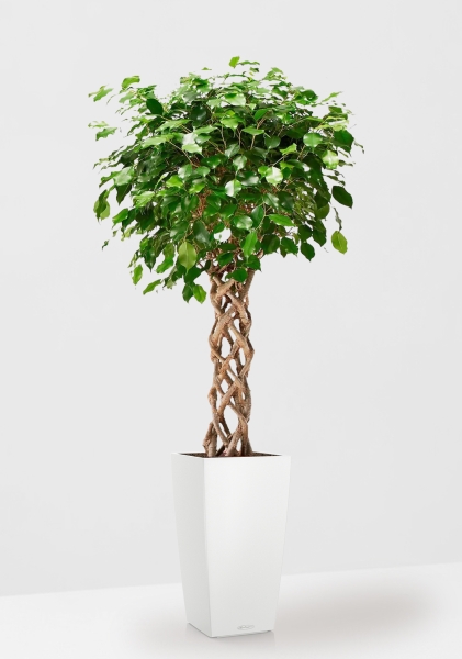 Фикус Бенджамина цилиндр 24/100 в CUBICO COLOR 30