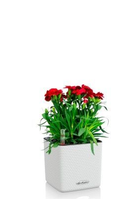 Гвоздика Оскар 12/25 см в CUBE COLOR 14, белый