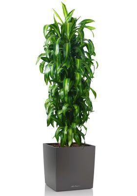 Драцена Гавайская 27/190 см в CUBE 40, антрацитовый металлик