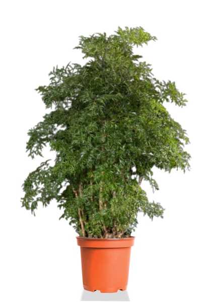 Полисциас Ming Branched d27 см h110 см Полисциас Ming Branched d27 см h110 см