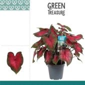 Каладиум красный d17 см h40 см тип 1 Каладиум красный d17 см h40 см тип 1