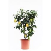 Цитрус Лимон на стволе d22 см h85 см