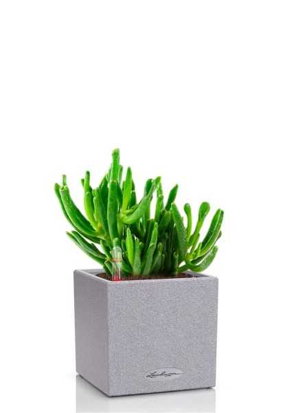 Крассула Хоббит 12/20 см в CANTO STONE 14