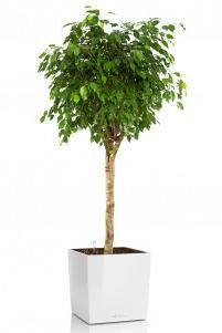 Фикус Бенджамина CUBE 50/195 см Белый блестящий