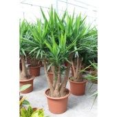 Юкка Branched d55 см 210 см