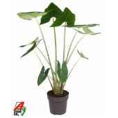 Алоказия Зебрина 32/120 см
