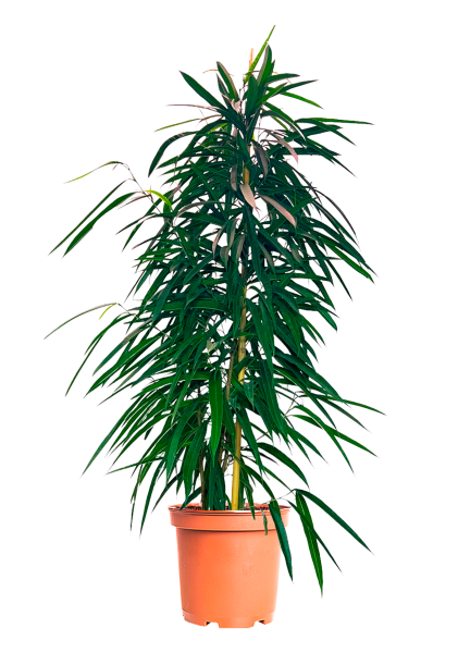 Фикус Биннендийка Амстел Кинг 27/150 см