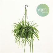 Леписмиум Боливианум d17 см h25 см тип 1 Леписмиум Боливианум d17 см h25 см тип 1