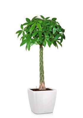 Пахира Акватика 27/150 см в QUADRO LS 35, белый блестящий