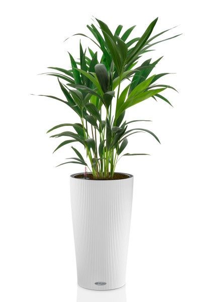 Ховея 17/90 см в CILINDRO 23