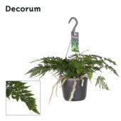 Даваллия Humata Tyermannii d17 см h30 см тип 2