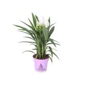 Куркума цветущая Siam Sisto 4+ цветов d14 см h55 см