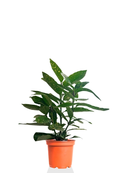 Аукуба Японика Вариегата 17/40 см