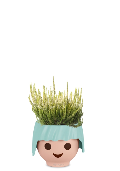 Вереск (Эрика) белый в OJO