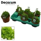 Хавортия Cymbiformis d10.5 см h15 см