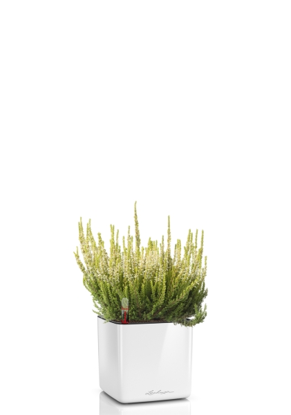 Вереск (Эрика) белый в CUBE GLOSSY 14