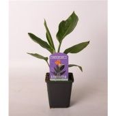 Стрелиция Регина d9 см h30 см