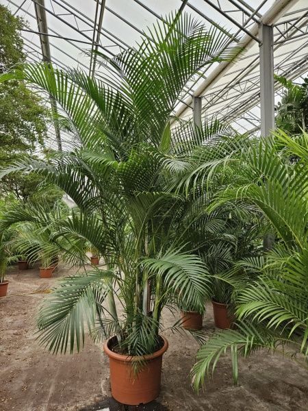 Хризалидокарпус Арека 70/350 см