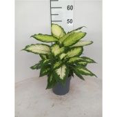 Диффенбахия Камилла d17 см h55 см тип 2