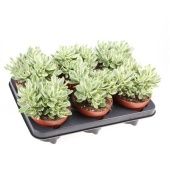 Крассула денежное дерево Мани Мейкер d12 см h15 см