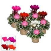 Цикламен Пикассо микс d11 см h22.5 см тип 1